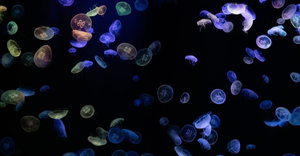 découvrez la bioluminescence, phénomène naturel fascinant où des organismes vivants émettent de la lumière, offrant un spectacle lumineux magique dans la nature.