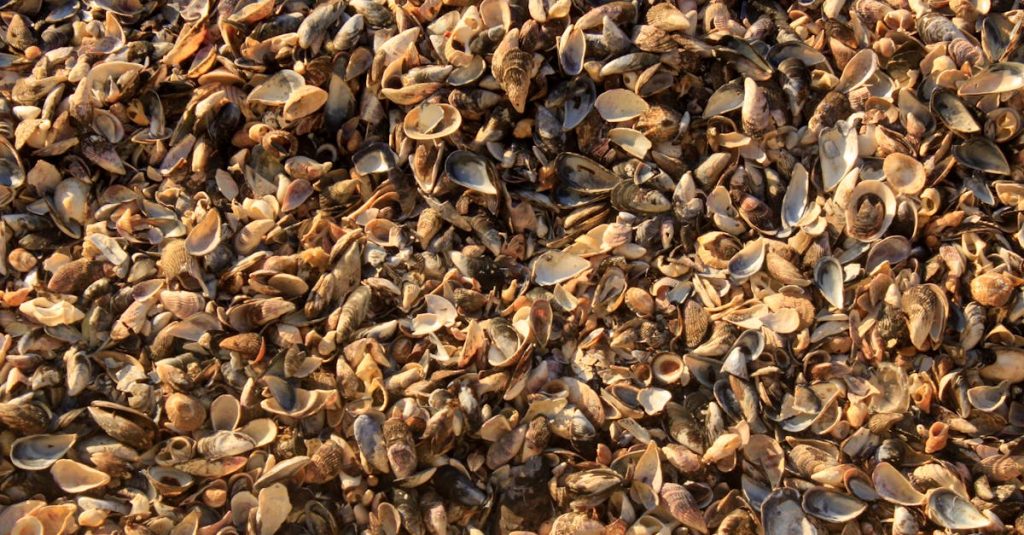 découvrez coastal treasure, un joyau côtier alliant beauté naturelle et charme authentique pour une expérience inoubliable au bord de la mer.