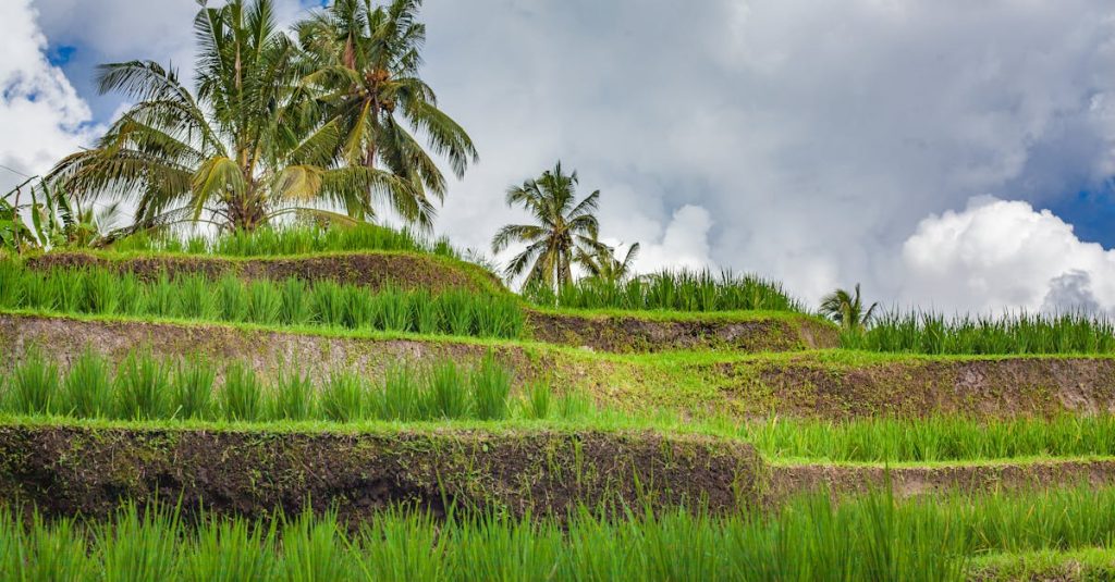 découvrez les magnifiques terrasses de riz de jatiluwih, site classé au patrimoine mondial de l'unesco, offrant des paysages spectaculaires et un aperçu de l'agriculture traditionnelle balinaise.