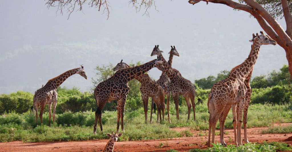 découvrez le parc national de tsavo ouest, une réserve sauvage au kenya réputée pour sa faune diversifiée, ses paysages spectaculaires et ses safaris inoubliables.