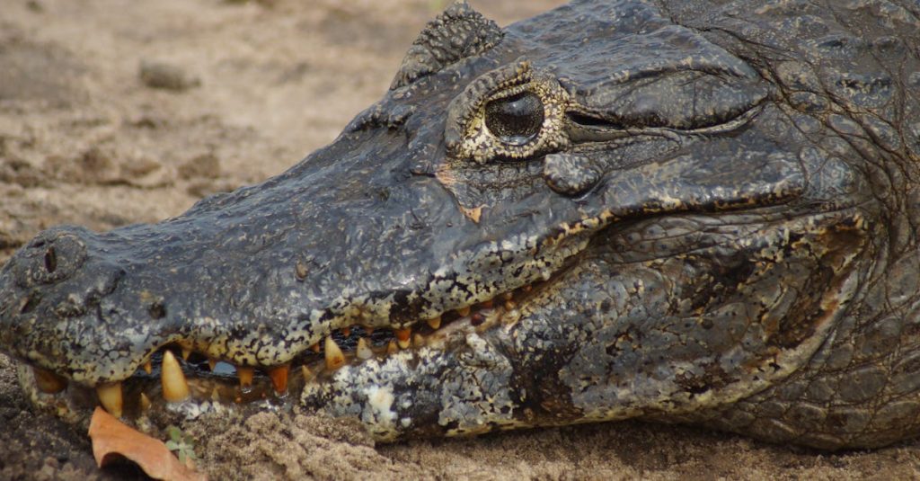 découvrez le pont de crocodiles de tárcoles, un site emblématique au costa rica où vous pouvez observer des crocodiles impressionnants dans leur habitat naturel, offrant une expérience unique et captivante pour les amateurs de nature et d'aventure.