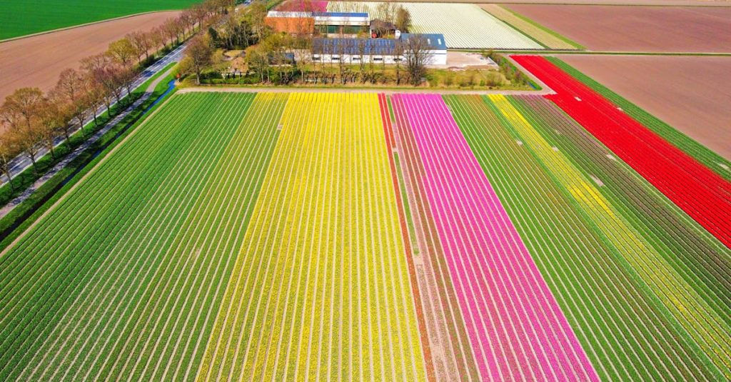Découvrir les champs de tulipes en hollande et leurs splendeurs saisonnières 2 découvrez les magnifiques champs de tulipes aux pays-bas, un spectacle coloré au cœur du printemps, parfait pour les amoureux de la nature et de la photographie.