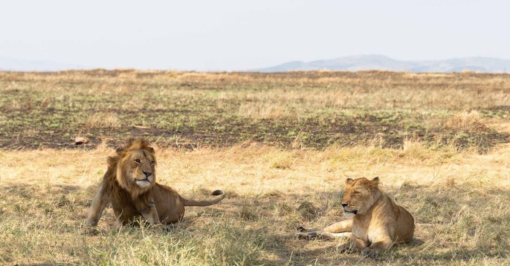 découvrez l'aventure ultime avec notre safari serengeti : observez la faune sauvage dans son habitat naturel, vivez des moments inoubliables et explorez l'une des plus belles réserves d'afrique.
