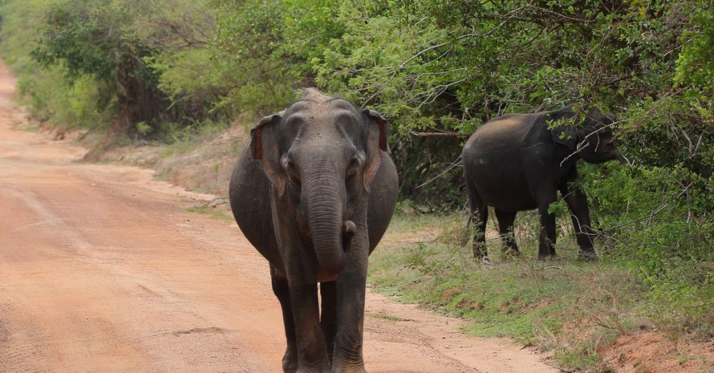 découvrez le parc national de yala au sri lanka, célèbre pour sa faune diverse, ses paysages magnifiques et ses safaris inoubliables à travers la nature sauvage.