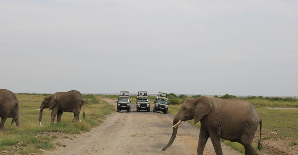 découvrez le parc national amboseli, célèbre pour ses vastes plaines, ses troupeaux d'éléphants majestueux et une vue imprenable sur le mont kilimandjaro. une destination incontournable pour les amoureux de la faune sauvage et de la nature africaine.