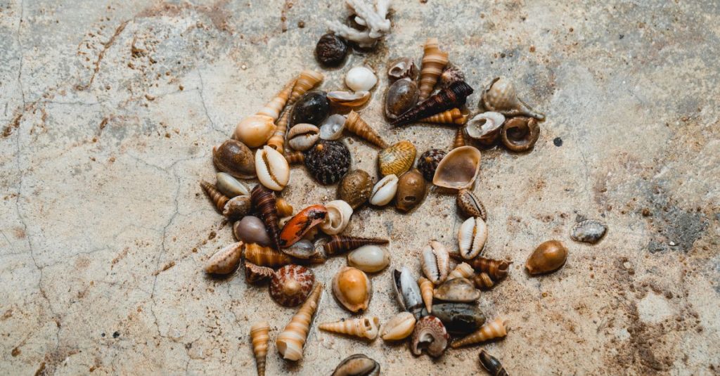 découvrez coastal treasure, une destination unique où la beauté naturelle rencontre l'aventure côtière. explorez des plages préservées, des paysages époustouflants et des trésors marins exceptionnels.