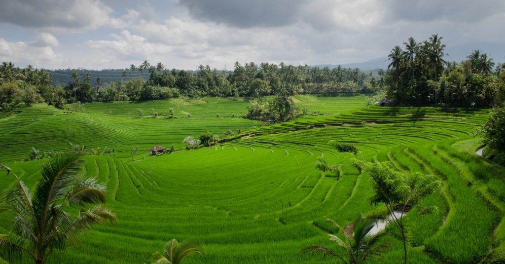 Découvrir les rizières de jatiluwih à bali, un joyau naturel inscrit au patrimoine mondial 3 découvrez les magnifiques rizières en terrasses de jatiluwih, un site classé au patrimoine mondial de l'unesco à bali, offrant des paysages naturels exceptionnels et une culture agricole traditionnelle.