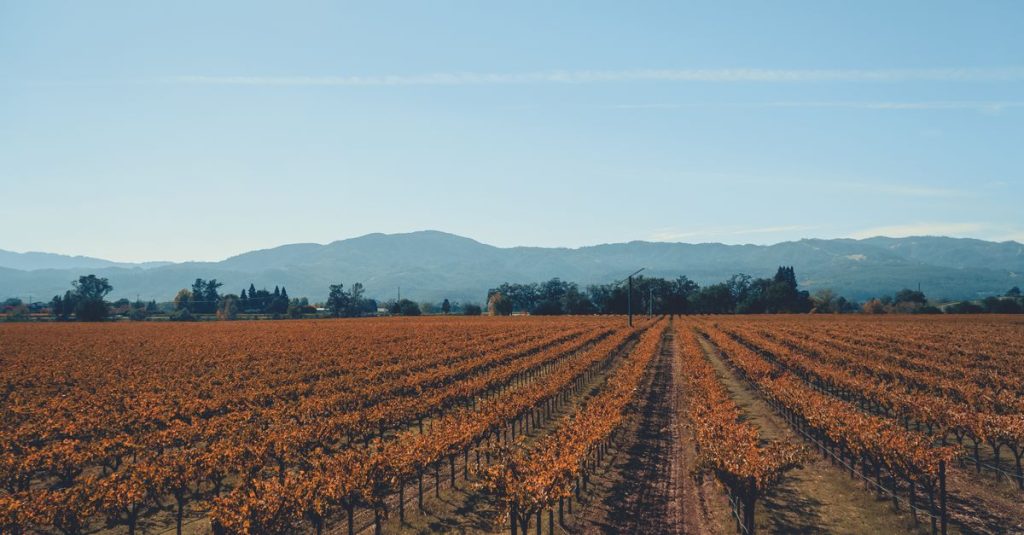 découvrez napa vineyards, une destination incontournable pour les amateurs de vin, offrant des paysages magnifiques, des dégustations exclusives et des expériences viticoles inoubliables en californie.