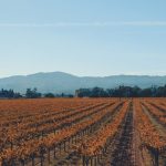découvrez napa vineyards, une destination incontournable pour les amateurs de vin, offrant des paysages magnifiques, des dégustations exclusives et des expériences viticoles inoubliables en californie.