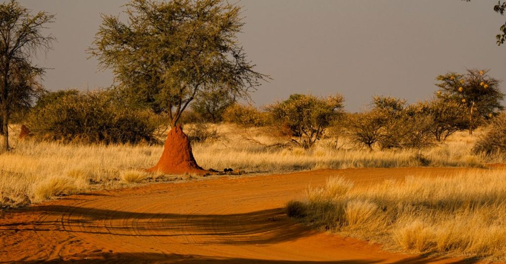 Découvrir palmwag damaraland en namibie entre nature sauvage et culture ancestrale 8 découvrez palmwag, une destination unique mêlant paysages désertiques spectaculaires et riche biodiversité en namibie. parfait pour les aventures nature et la découverte culturelle.