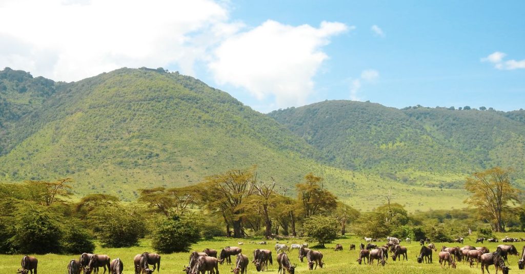 découvrez un itinéraire de voyage complet en tanzanie pour explorer ses paysages époustouflants, sa faune sauvage et sa culture riche. préparez votre aventure idéale dès maintenant !