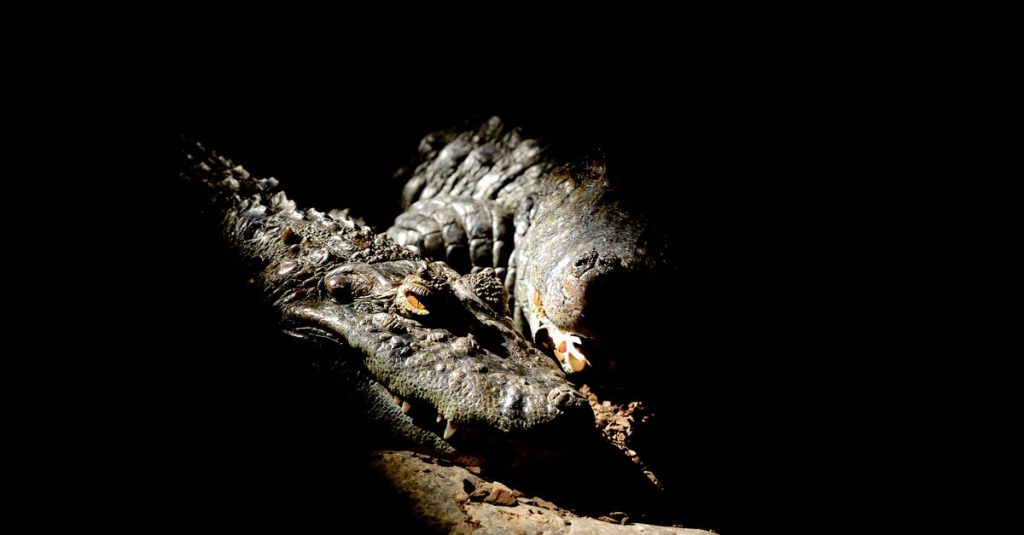 Découvrez le pont des crocodiles de tarcoles au costa rica et son écosystème unique 3 découvrez le pont des crocodiles de tárcoles, un site emblématique du costa rica où vous pouvez observer de près de nombreux crocodiles dans leur habitat naturel.