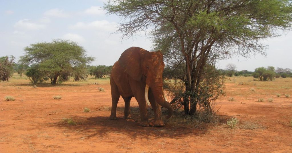 découvrez le parc national de tsavo west, un territoire sauvage emblématique du kenya, célèbre pour sa faune exceptionnelle et ses paysages à couper le souffle.