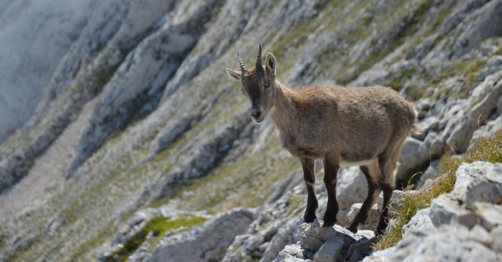 Découvrir le vercors en été entre nature et activités 2 découvrez les activités estivales incontournables dans le vercors : randonnée, vtt, baignade et bien plus pour des vacances en plein air inoubliables.